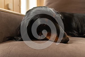 Portrait of Black dachshund lying down on couch close up. Adorable little longhaired wiener dog indoor waiting