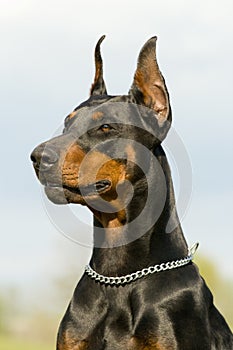 Portrait of black dobermann