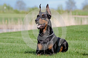 Portrait of black dobermann