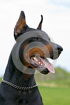 Portrait of black dobermann