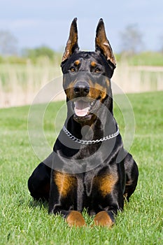 Portrait of black dobermann