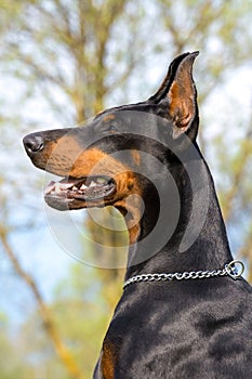 Portrait of black dobermann