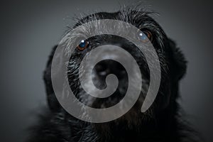 Portrait of a black dog against a black backdrop