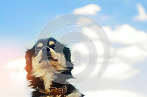 Portrait of a black dog on a blue sky background. domestic pet, animal. place for text. copyspace