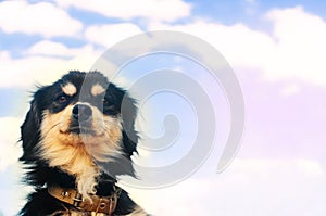 Portrait of a black dog on a blue sky background. domestic pet,