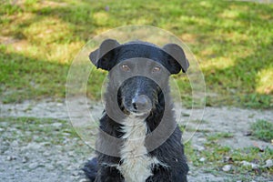 portrait of a black dog, calm kind dog in nature looking straight