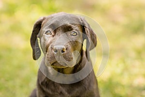 Labrador puppy on a background of green grass. Portrait of a black dog