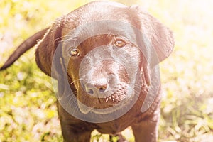 Labrador puppy on a background of green grass. Portrait of a black dog