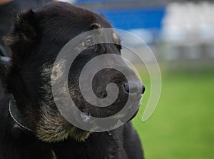 Portrait Black Dog looking right