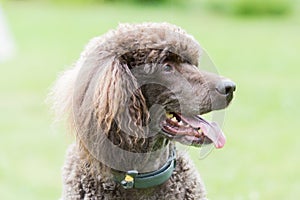 Portrait of black dog Royal poodle