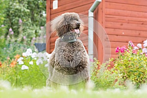 Portrait of black dog Royal poodle