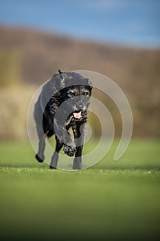 Portrait of a black dog running fast outdoo