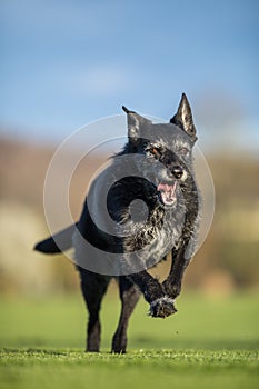 Portrait of a black dog running fast outdoor