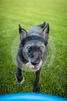 Portrait of a black dog running fast outdoors
