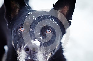 Portrait of a black dog with snow on the face close-up