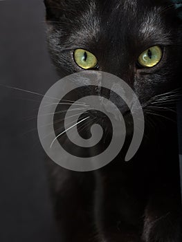 Portrait of Black Domestic cat looking at camera, close up