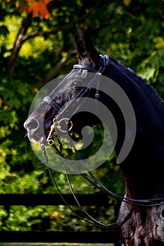 Portrait of black dressage sport horse