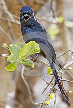 Portrait of Black drongo, Dicrurus macrocercus perching on tree twig