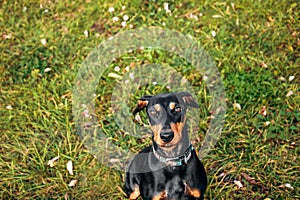 Portrait of a black dwarf Pinscher in nature,Pinscher dwarf mini on a walk, dog on a walk in nature,