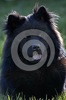 Portrait of black Eurasian dog