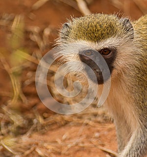 Portrait of a Black-faced vervet monkey