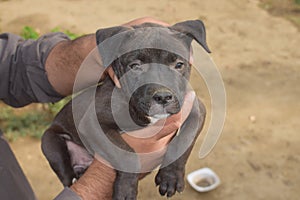 Portrait of black female pitbull puppy.