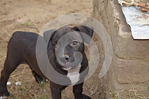 Portrait of black female pitbull puppy while standing.
