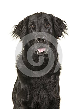 Portrait of a black flatcoat retriever dog isolated on a white b