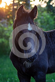 Portrait of a black foal. Head of a black horse with a white spot