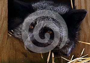 Portrait of a black fox with head laying outside of a box