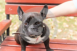 portrait of a black French bulldog Sitting looking at the camera The owner's hand stroking the dog Concept of love