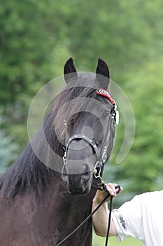 Portrait of black friese horse at show