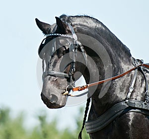 Portrait black friesian horse carriage driving