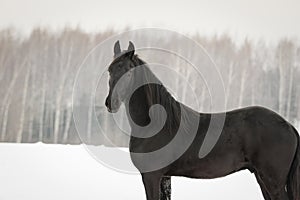 Portrait of a black friesian horse on white snow