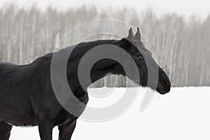 Portrait of a black friesian horse on white snow