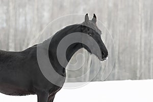 Portrait of a black friesian horse on white snow