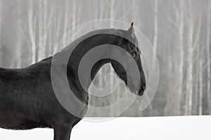 Portrait of a black friesian horse on the white snow-covered field