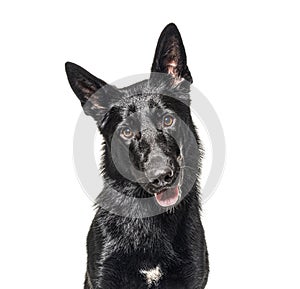 Portrait of a black german Shepherd panting and looking at the camera