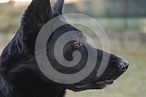 Portrait of black german shepherd pure breed dog