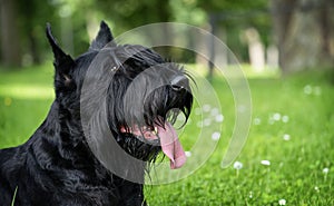 Portrait of black giant schnauzer purebred dog on green summer background.