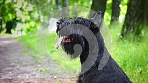 Portrait of black giant schnauzer purebred dog in the park. Copy space