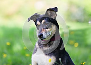 Portrait of black and ginger mongrel dog on a sunny day