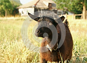 Black Goat Portrait