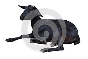 Portrait of black goat