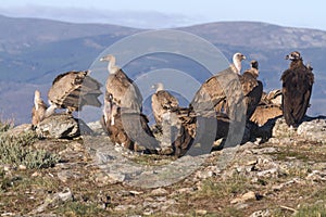 Portrait of black and griffon scavenger vultures