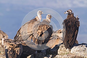 Portrait of black and griffon scavenger vultures