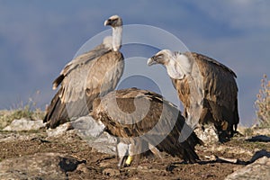 Portrait of black and griffon scavenger vultures