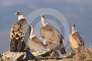 Portrait of black and griffon scavenger vultures