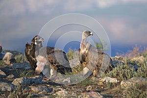 Portrait of black and griffon scavenger vultures