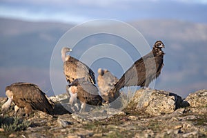 Portrait of black and griffon scavenger vultures